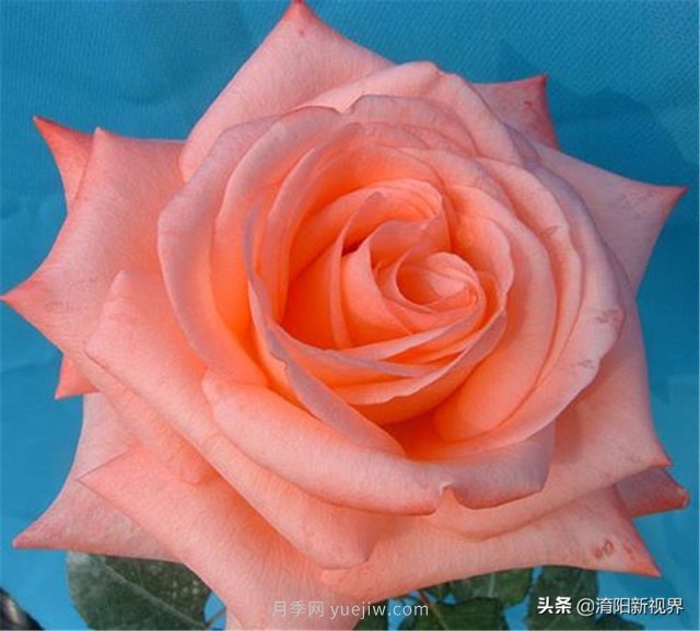 20種經(jīng)典月季品種，妝點(diǎn)南陽(yáng)火熱的夏季(圖15)