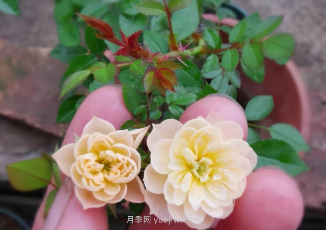 超級小可愛(ài)，推薦8個(gè)迷你型微月小月季品種(圖4)