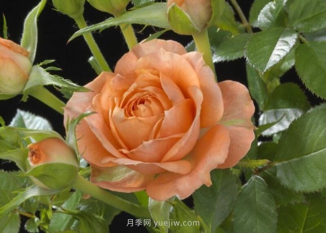 荷蘭陽(yáng)臺系列月季35個(gè)品種大全(圖6)