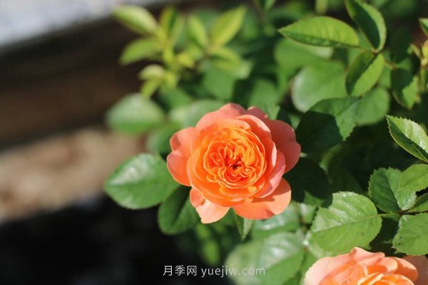 整理適合陽(yáng)臺養的陽(yáng)臺系列品種大全(圖3)