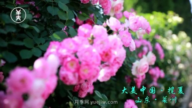 花開(kāi)萊州香滿(mǎn)城 月季之都展新顏(圖3)