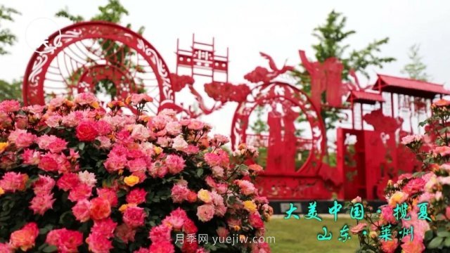 花開(kāi)萊州香滿(mǎn)城 月季之都展新顏(圖2)