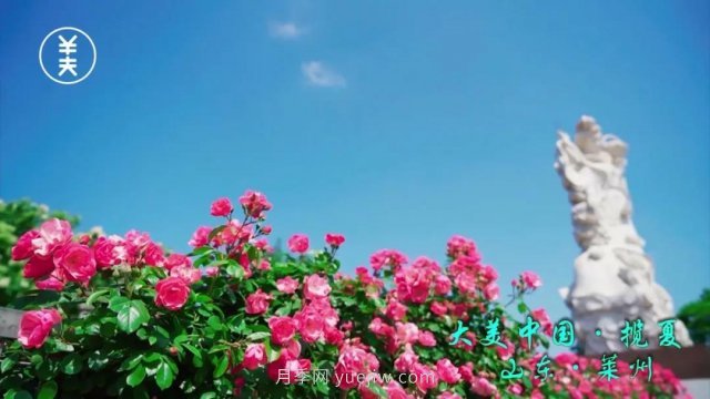 花開(kāi)萊州香滿(mǎn)城 月季之都展新顏(圖1)