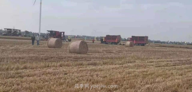唐河縣張店鎮做活小麥秸稈綜合利用文章(圖1)