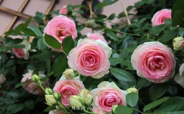 推薦花量大生長(cháng)快的4種藤本月季花，適合打造花墻拱門(mén)(圖2)