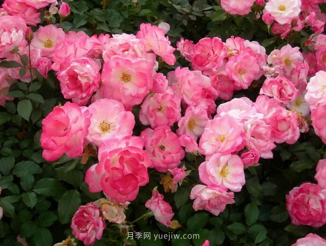 推薦花量大生長(cháng)快的4種藤本月季花，適合打造花墻拱門(mén)(圖3)