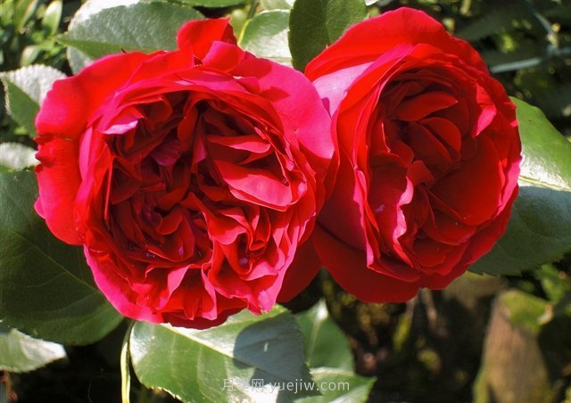 推薦花量大生長(cháng)快的4種藤本月季花，適合打造花墻拱門(mén)(圖4)