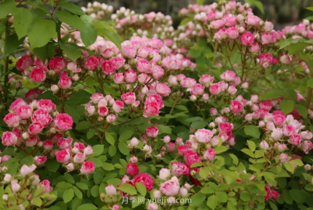 胭脂扣月季，多季開(kāi)花的藤本，花期長(cháng)，單枝條開(kāi)花幾十朵(圖2)