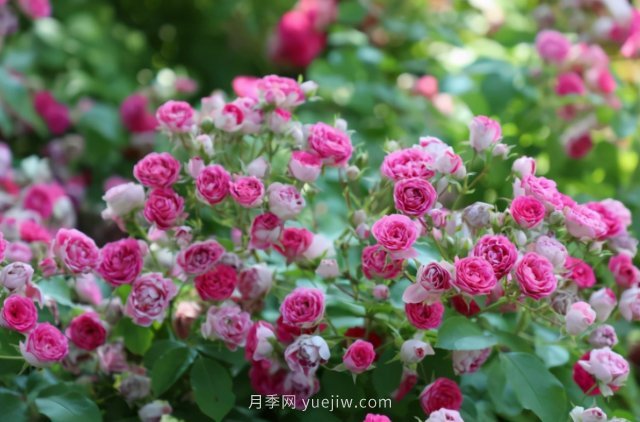 胭脂扣月季，多季開(kāi)花的藤本，花期長(cháng)，單枝條開(kāi)花幾十朵(圖3)