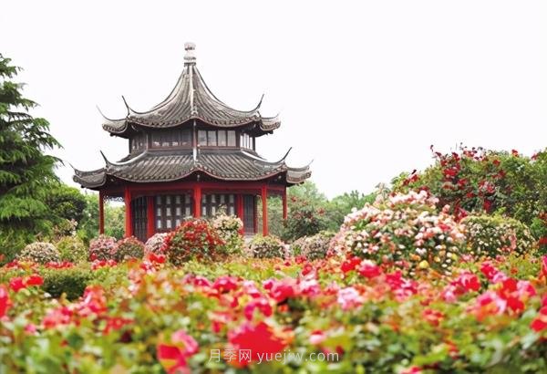看月季賞艾草 南陽(yáng)臥龍區七里園鄉達士營(yíng)村開(kāi)街迎賓(圖1)