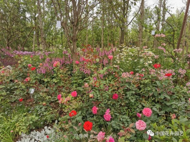 第十屆花博會(huì )，＂中州花語(yǔ) 盛世繁華＂演繹河南文化(圖2)