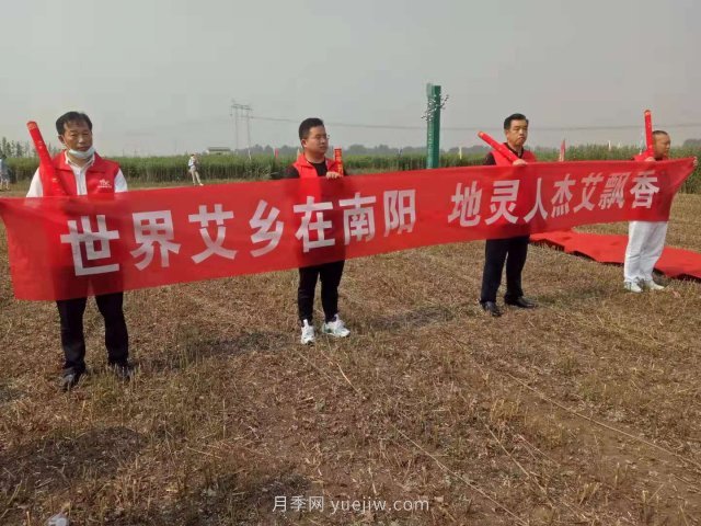 第二屆道地“南陽(yáng)艾”采收節在社旗縣大馮營(yíng)鎮舉辦(圖1)