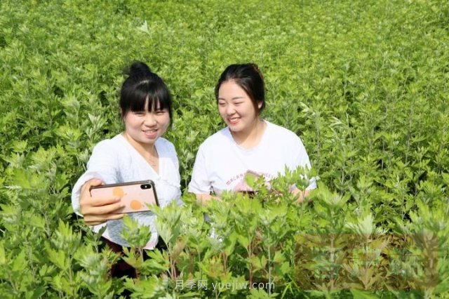 洛陽(yáng)汝陽(yáng)：發(fā)展艾草產(chǎn)業(yè) 助力鄉村振興(圖1)