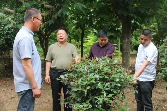 南召云陽(yáng)：黨建引領(lǐng)鄉村振興 玉蘭苗木跑出“加速度”(圖4)