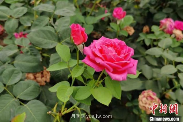 河南南陽(yáng)：一朵月季花撬動(dòng)億元大產(chǎn)業(yè)(圖1)