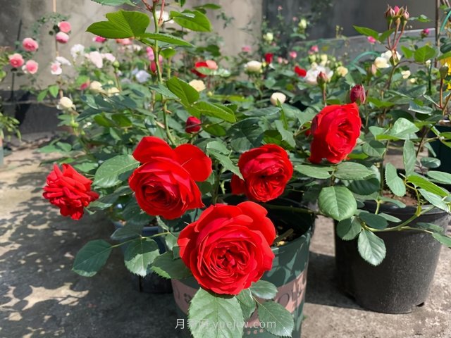 推薦夏季高溫耐曬的4種月季，花朵不散還勤花(圖2)