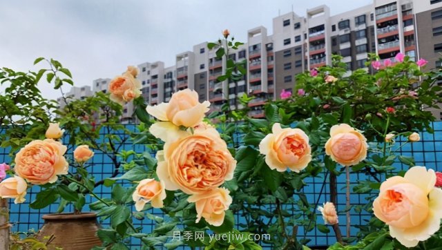 推薦夏季高溫耐曬的4種月季，花朵不散還勤花(圖4)