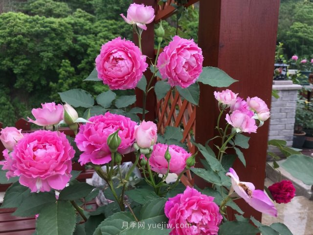 推薦夏季高溫耐曬的4種月季，花朵不散還勤花(圖3)
