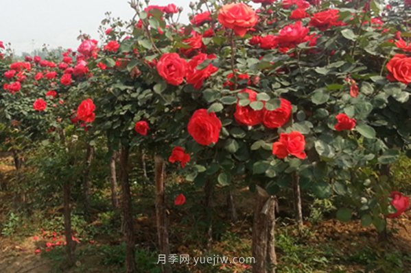 南陽(yáng)月季樹(shù)種植能用草木灰嗎(圖1)