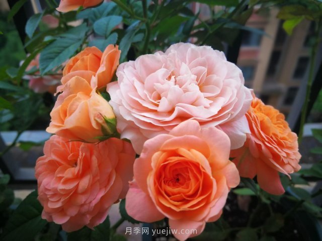 陽(yáng)臺微月夏天開(kāi)得歡(圖1)