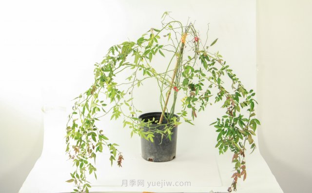 紅木香是什么花，耐寒可達零下20度(圖1)