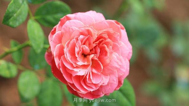 月季出現盲芽的成因和治療方法(圖1)