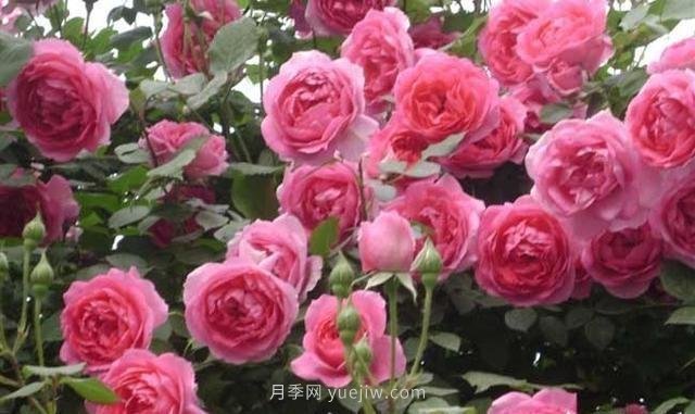 玫瑰、月季有區別？原來(lái)這么容易區分，一看就懂(圖7)