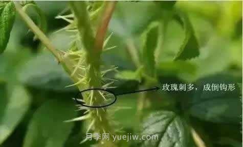 玫瑰、月季有區別？原來(lái)這么容易區分，一看就懂(圖3)