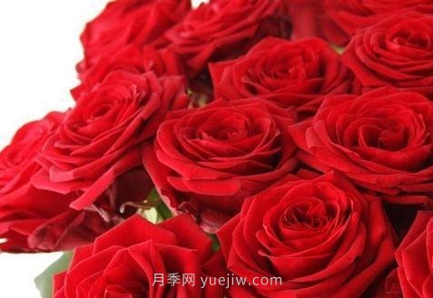 玫瑰、月季有區別？原來(lái)這么容易區分，一看就懂(圖1)