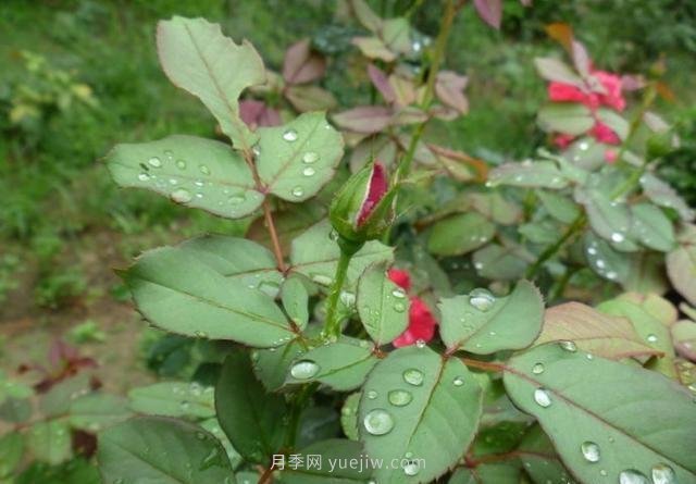玫瑰、月季有區別？原來(lái)這么容易區分，一看就懂(圖6)