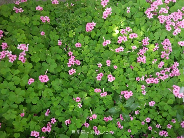 紅花滿(mǎn)天星的修剪養殖方法和注意事項(圖1)
