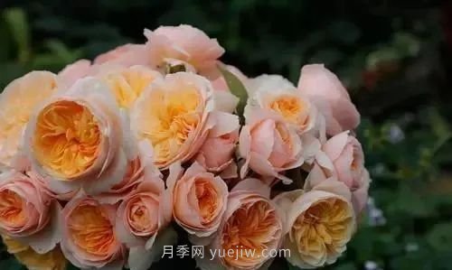 推薦花友必養的5大藤本月季和5大灌木月季品種，花美好養(圖7)