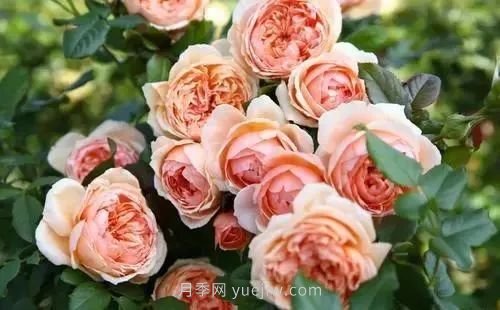 推薦花友必養的5大藤本月季和5大灌木月季品種，花美好養(圖6)