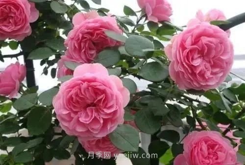 推薦花友必養的5大藤本月季和5大灌木月季品種，花美好養(圖4)