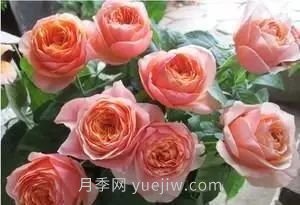 推薦花友必養的5大藤本月季和5大灌木月季品種，花美好養(圖10)