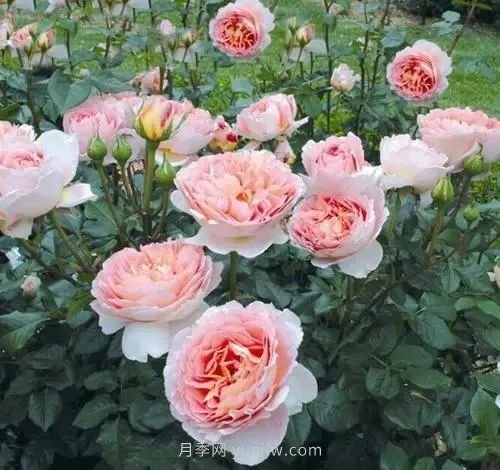 推薦花友必養的5大藤本月季和5大灌木月季品種，花美好養(圖2)