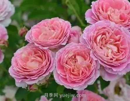 推薦花友必養的5大藤本月季和5大灌木月季品種，花美好養(圖9)
