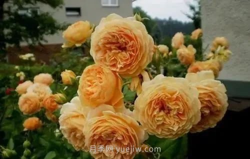 推薦花友必養的5大藤本月季和5大灌木月季品種，花美好養(圖3)