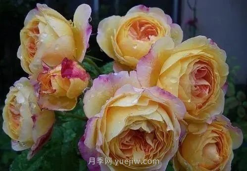 推薦花友必養的5大藤本月季和5大灌木月季品種，花美好養(圖8)