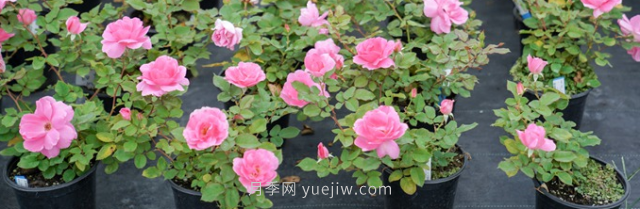 夏季表現也優(yōu)秀的月季花推薦(圖2)