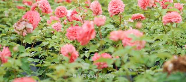夏季表現也優(yōu)秀的月季花推薦(圖1)