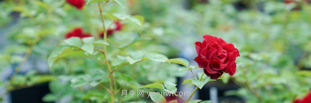 夏季表現也優(yōu)秀的月季花推薦(圖3)