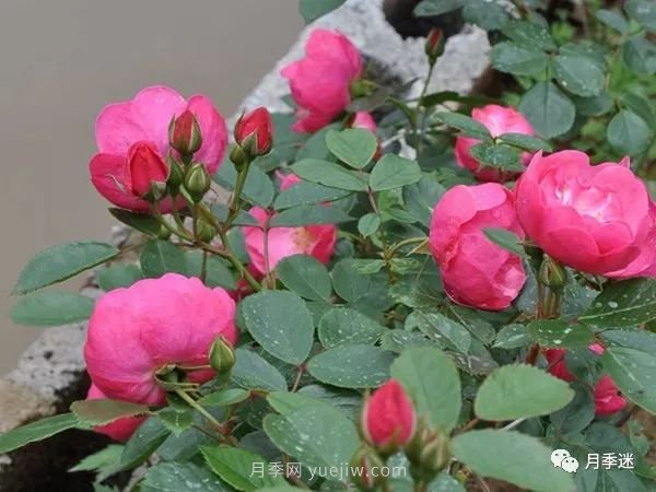哪些月季耐寒？10大耐寒的藤本月季品種推薦(圖7)