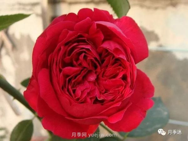哪些月季耐寒？10大耐寒的藤本月季品種推薦(圖3)