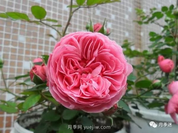 哪些月季耐寒？10大耐寒的藤本月季品種推薦(圖6)
