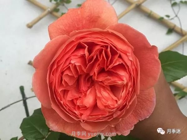 哪些月季耐寒？10大耐寒的藤本月季品種推薦(圖9)