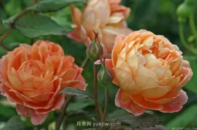 哪些月季耐曬？25大耐熱月季品種推薦(圖6)