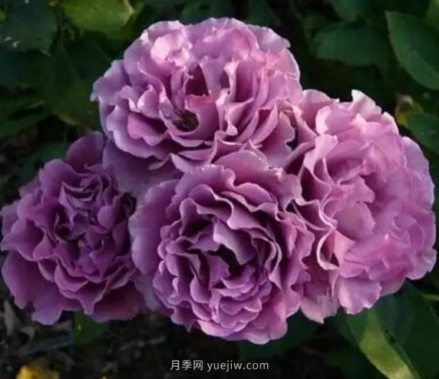 哪些月季耐曬？25大耐熱月季品種推薦(圖9)