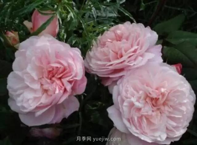 哪些月季耐曬？25大耐熱月季品種推薦(圖8)