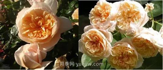 哪些月季耐曬？25大耐熱月季品種推薦(圖7)